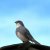 diuca