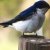 golondrina
