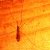 tipula